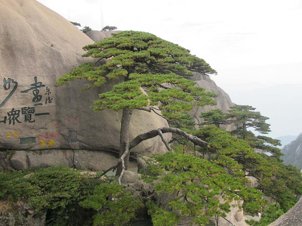 黄山迎客松 · 景区实拍